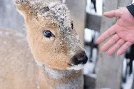 金毛“卖拐”？吉林一金毛从山上领下一头狍子，傻狍子有多傻？图片