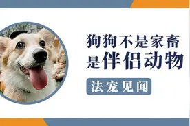 法宠见闻丨狗狗不是家畜，是伴侣动物图片