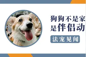 法宠见闻丨狗狗不是家畜，是伴侣动物图片