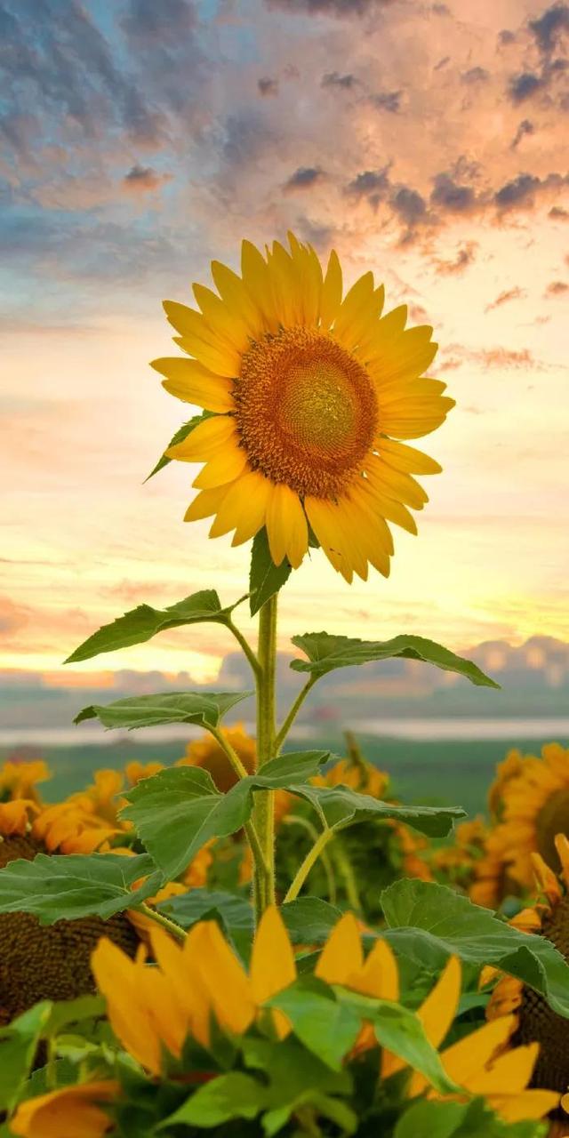 高清壁纸|植物花卉,治愈养眼,小清新唯美