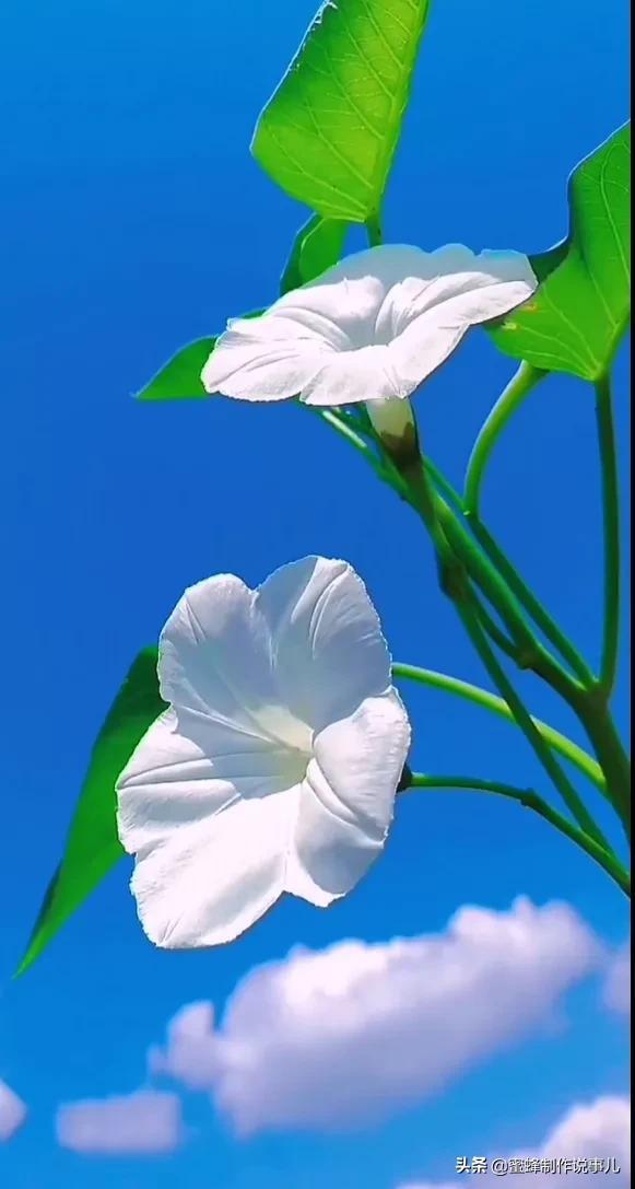 一束鲜花，醉蓝天