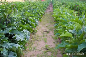 茄子、西红柿和辣椒，怎样整枝、打叉和掐心？先把这些搞清楚图片