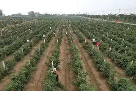 国家知识产权全局：仪征黑莓、宝应芡实成为地理标志商标图片