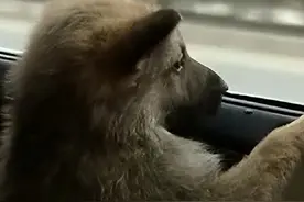 08年男子捡到一只“狗”，养大发现眼睛冒绿光，专家：牢底坐穿兽图片