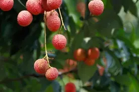 荔枝资源收集、保存和利用现状 | 科技导报图片