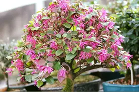 “清明花”红花檵木——白色的花开成红色就成万能的绿化树种了？图片