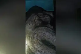 鱼塘抽出上百斤巨蟒！美洲特有的红尾蚺，为何会藏身东北鱼塘底？图片