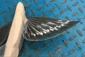 每日一笑：原来飞鱼是真的有“翅膀”的，难怪它们能飞起来图片