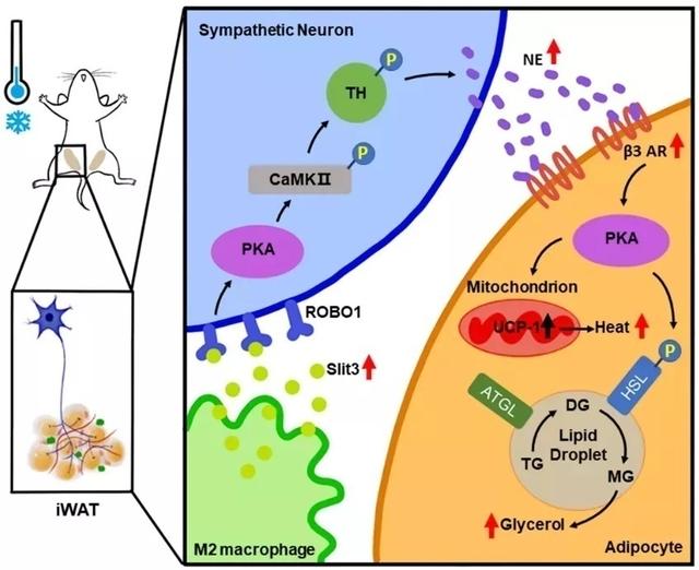 复旦上医11月科研成果一览