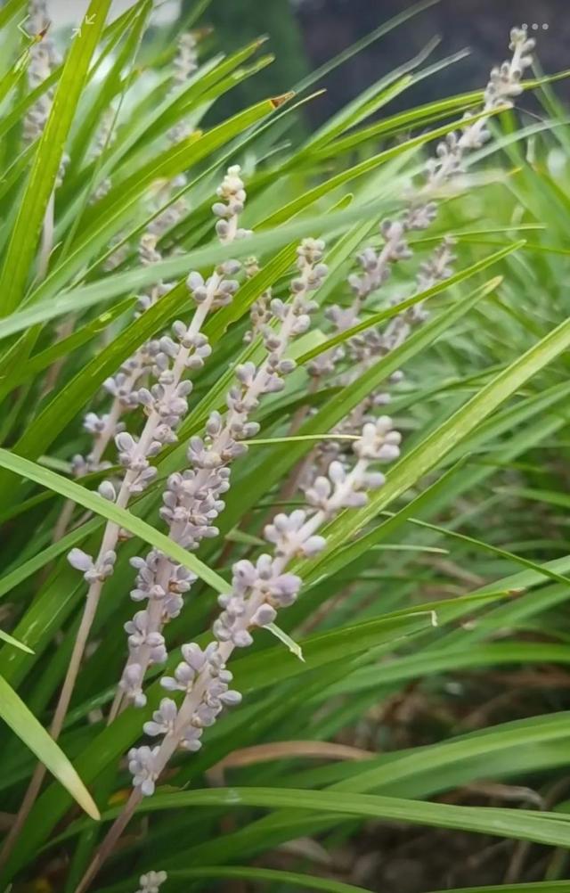 麦冬 山麦冬 阔叶山麦冬