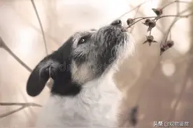 狗有时会不吃不喝、没有精神，狗不吃饭怎么办？不精神怎么办？图片