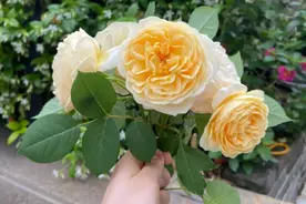 推荐几种优良的藤本月季，长势旺，开花勤，有院子的花友赶紧安排图片
