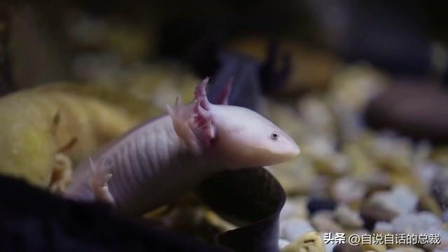 熊猫：真实存在的上古恐惧，为什么只有人类觉得大熊猫很可爱？