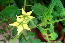 圣女果是一种什么样的植物？图片