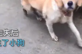 女子走亲戚途中看见一只流浪狗，发现是1年前走丢的：终于找到你图片