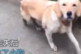 女子走亲戚途中看见一只流浪狗，发现是1年前走丢的：终于找到你图片