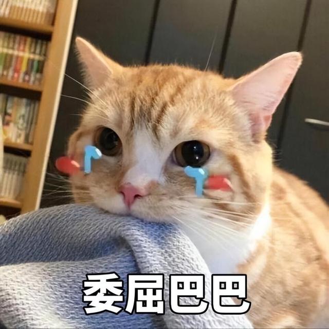 橘猫的"弃养率"这么高,离不开这5个原因,太可怕了!
