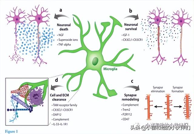 「权威解读」在神经发育中这种细胞类型至关重要