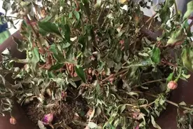 这花是个大水缸，一天不浇水，立马死给你看图片