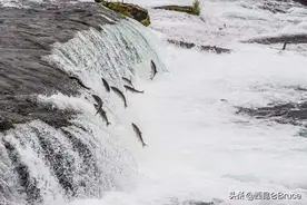 超过2吨！江西萍乡水库泄洪，大量鱼群被冲晕，居民随地捡鱼图片