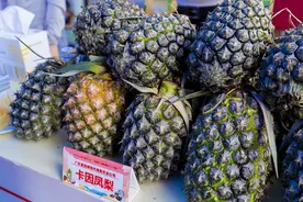 惠来凤梨：百年产业再升级图片