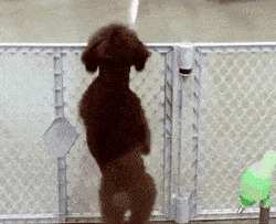 泰迪犬认不认主，看这几个地方就行
