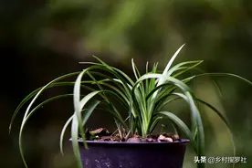 兰花叶片为什么发黄？5个原因你知道吗？看懂就能让兰叶油亮墨绿图片