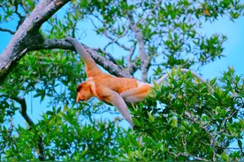 马来西亚“长鼻猴”，鼻子如“香蕉”，拥有一个大“啤酒肚”图片