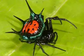 为了避免被“老婆”吃掉，这些公蜘蛛想出了各种神奇操作图片