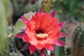 羊粪怎么使用？学会3种方法，不仅盆土疏松不板结，而且长势旺盛图片