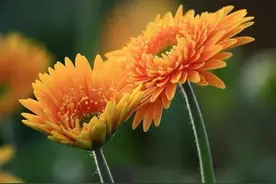 运气好的人，往往有这些特征，福气不请自来图片