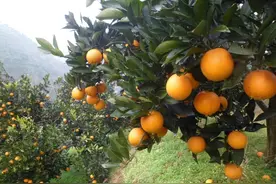 多菌灵虽好，但是不宜单用，跟这个药剂复配，效果杠杠滴图片