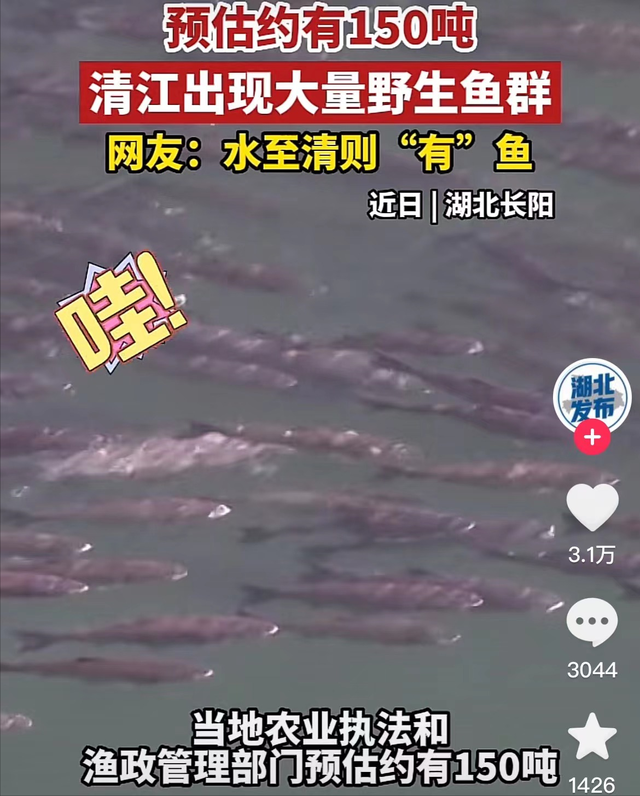 鱼身上长黑点怎么办