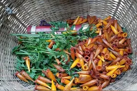 江城：摘的是野菜 尝的是春天图片