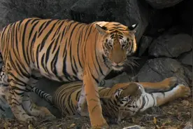 "百兽之王"老虎凶猛无比，在交配时间上，为何是一个“快枪手”？图片