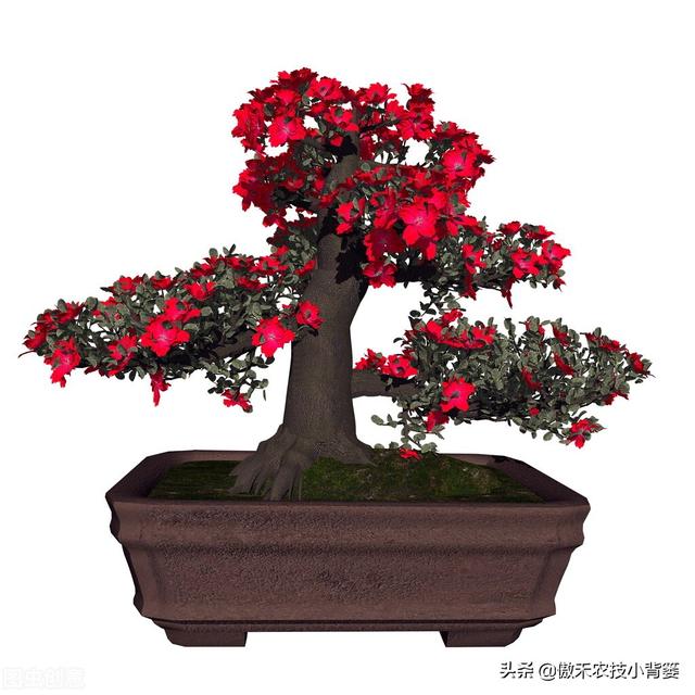 花卉苗木、瓜果蔬菜长不好，不妨给它用点氨基酸