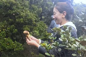 四川松茸开启最大规模采摘：从出土到死亡仅10天 采摘期也仅10天 应季珍馐唯有松茸图片