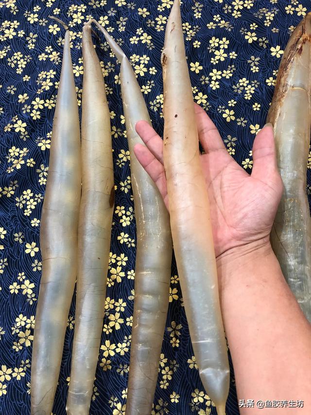 黄门鳝胶与花胶的区别 黄门鳝胶与花胶的区别在哪