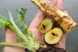 农村有1种通便草，块根金黄色，老人每年挖走它，有何神奇之处？图片