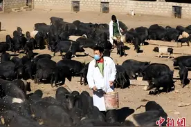 西藏林芝：藏香猪在小康大道上“赛跑”图片