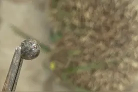 警惕！大连一小区出现刺猬，身上竟带着多只吸满血的蜱虫图片