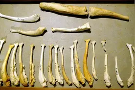 人类为什么会失去“丁丁骨”？这是进化的优势，还是倒退的表现？图片