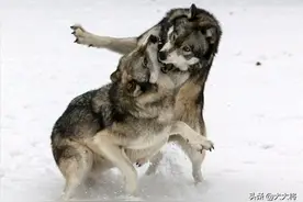 北美灰狼能战胜体重190斤的巨型狼青犬吗图片