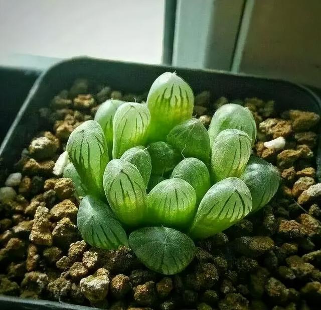 270种常见多肉图谱，一分钟认全！