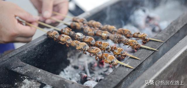知了在声声叫着夏天，我们来蝉中说蝉，聊聊关于蝉的冷知识