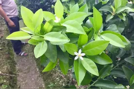 柑橘春季新梢黄叶小叶少花少果，教你两个果园管理方法，一周解决图片