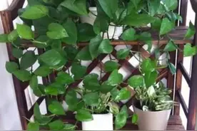 养绿萝，有“3怕2不喜”，别忽视，否则难养好图片