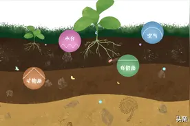 一次就好！立枯，根腐，枯萎，死苗烂根，地下病害一窝端图片