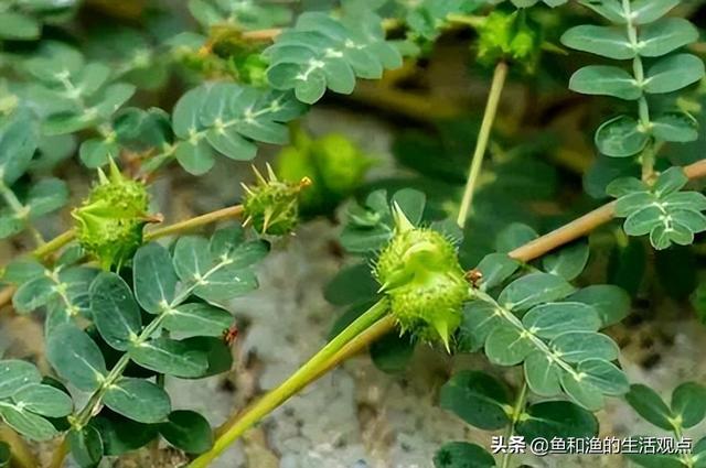 踏春必备“百草图”之三，身边那些有价值的野草，你能认识几种？