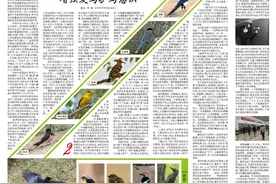 【启物明维】认识校园常见小鸟，增强爱鸟护鸟意识图片